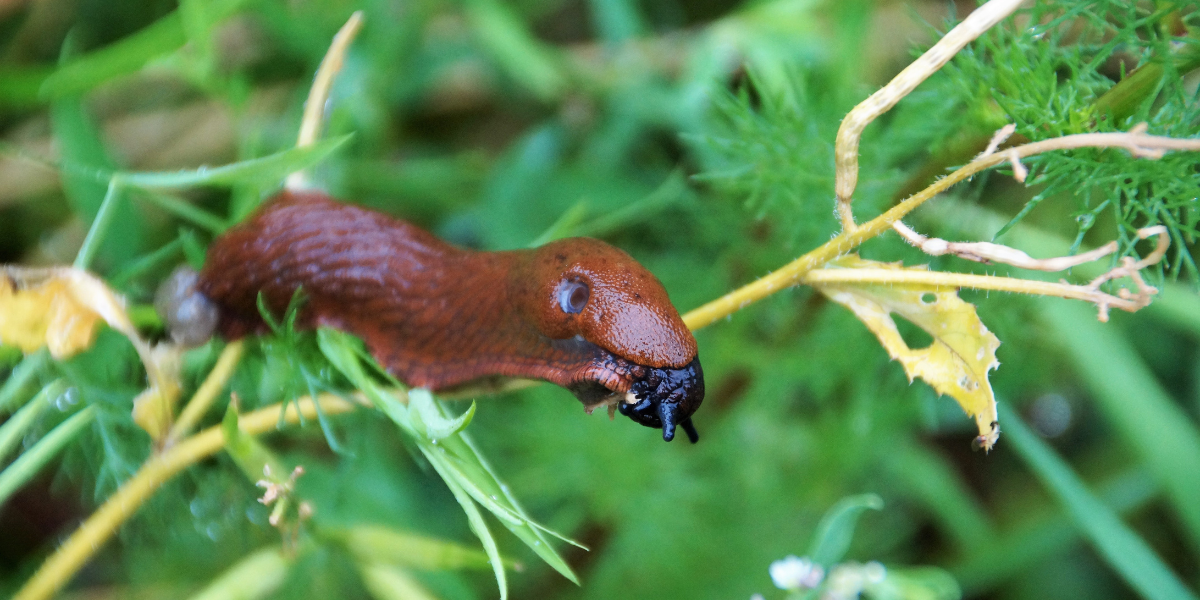 Slug on leaf